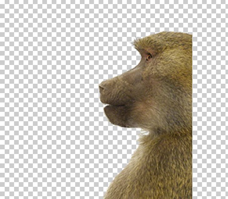 Macaque Animal Portraits Gray Wolf Monkey PNG, Clipart, Animal Portraits, Animal Print, Animals, Decorativ, Design Element Free PNG Download