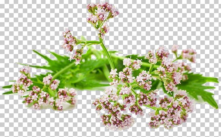 Valerian Root Perennial Plant Tincture PNG, Clipart, Extract, Flower, Food Drinks, Herb, Lilac Free PNG Download