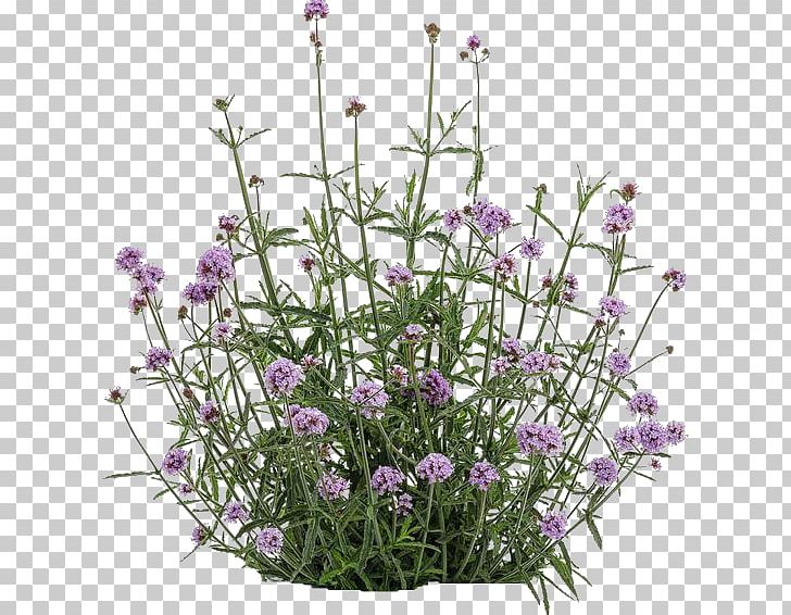 Verbena Bonariensis Plant Garden Lavender Meteor Shower PNG, Clipart, Annual Plant, Container Garden, English Lavender, Flower, Flowering Plant Free PNG Download