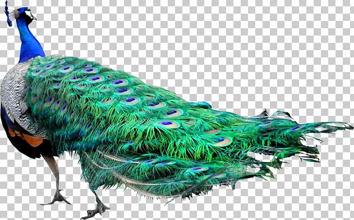 Asiatic Peafowl Bird PNG, Clipart, Animal, Animals, Animals Birds, Asiatic Peafowl, Beak Free PNG Download