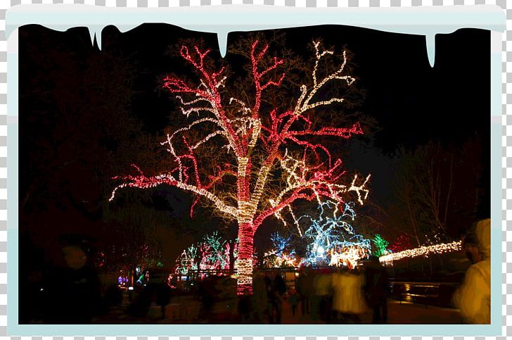 Christmas Lights Lighting Tree PNG, Clipart, Business, Calgary, Christmas, Christmas Decoration, Christmas Lights Free PNG Download