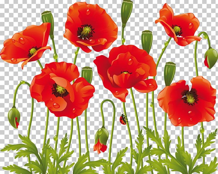 Common Poppy Flower Drawing PNG, Clipart, Annual Plant, Comm, Common Daisy, Coquelicot, Cut Flowers Free PNG Download