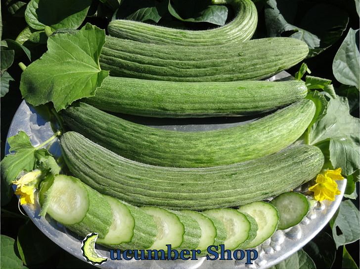 Cucumber Muskmelon Spreewald Gherkins Vegetarian Cuisine Horned Melon PNG, Clipart, Armenian Cucumber, Cucumber Gourd And Melon Family, Cucumis, Food, Fruit Free PNG Download