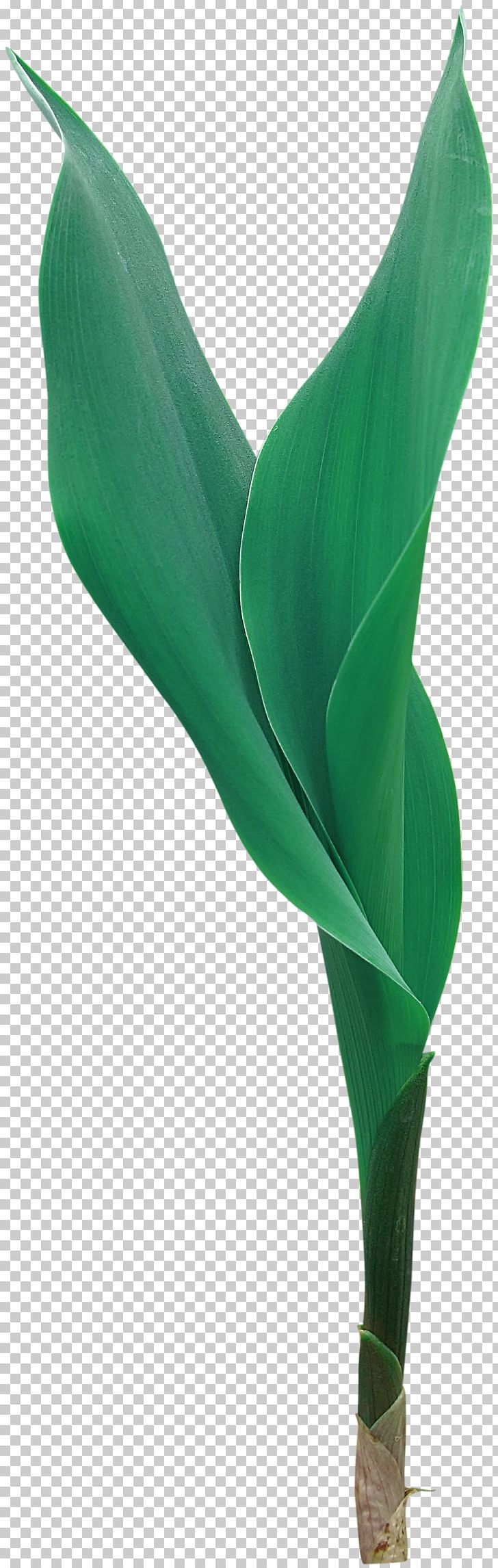 Arum Lilies Flowering Plant Leaf PNG, Clipart, Alismatales, Arum, Arum Family, Arum Lilies, Flower Free PNG Download