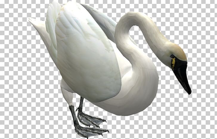 Duck Cygnini Mute Swan Bird PNG, Clipart, Animals, Beak, Bird, Cygnini, Drawing Free PNG Download