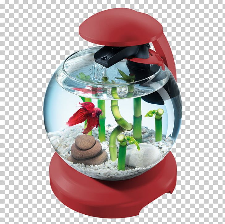 Siamese Fighting Fish Aquarium Tetra Cascade Globe Goldfish PNG, Clipart, Animal, Animals, Aquarium, Cascade, Fish Free PNG Download