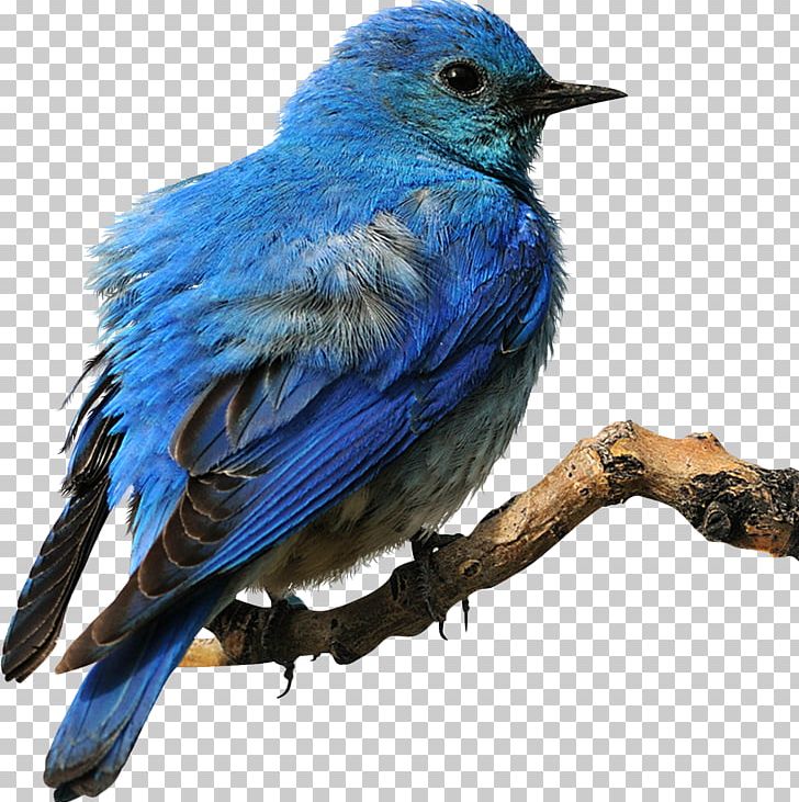 Eastern Bluebird PNG, Clipart, Animal, Animals, Beak, Bird, Bird Cage Free PNG Download