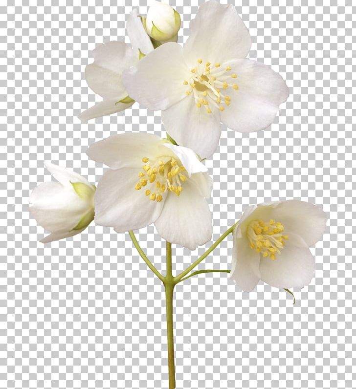 Jasmine Stock Photography Flower Desktop White PNG, Clipart, Branch, Cherry Blossom, Cut Flowers, Desktop Wallpaper, Flower Free PNG Download