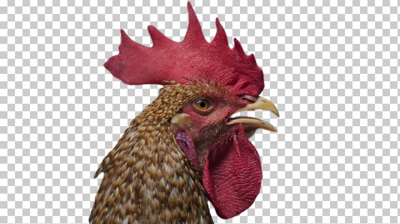 Rooster Chicken Chicken Beak PNG, Clipart, Beak, Chicken, Rooster Free PNG Download