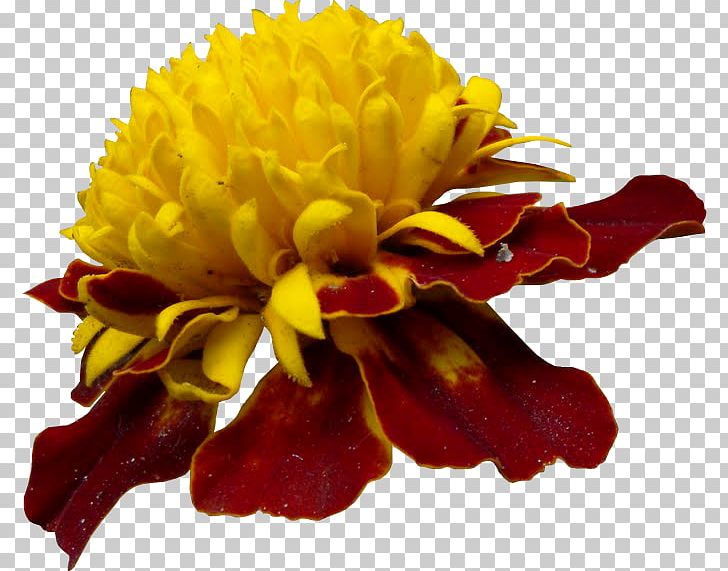 Chrysanthemum Cut Flowers PNG, Clipart, Chrysanthemum, Chrysanths, Cut Flowers, Flower, Flowering Plant Free PNG Download