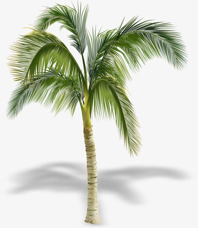 Pretty Coconut Tree Shadow PNG, Clipart, Beautiful, Beautiful Coconut Trees, Coconut, Coconut Clipart, Coconut Clipart Free PNG Download