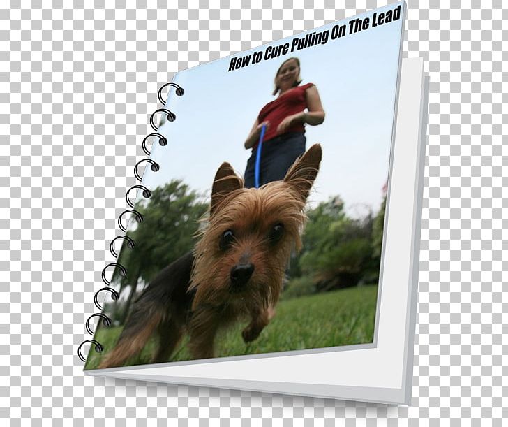 Australian Terrier Australian Silky Terrier Norwich Terrier Yorkshire Terrier Cairn Terrier PNG, Clipart, Australian Silky Terrier, Breed, Cairn Terrier, Carnivoran, Companion Dog Free PNG Download