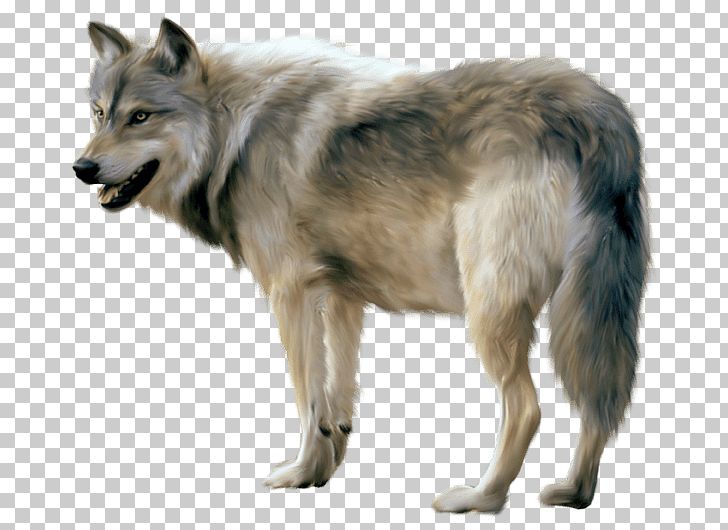 Gray Wolf PNG, Clipart, Akitaclub, Akitainu, Animalphotography, Animals, Canis Lupus Tundrarum Free PNG Download