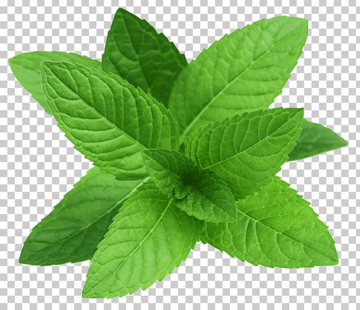 Peppermint Spearmint Mentha Canadensis Water Mint PNG, Clipart, Chennai, Fresh, Herb, Leaf, Lip Balm Free PNG Download