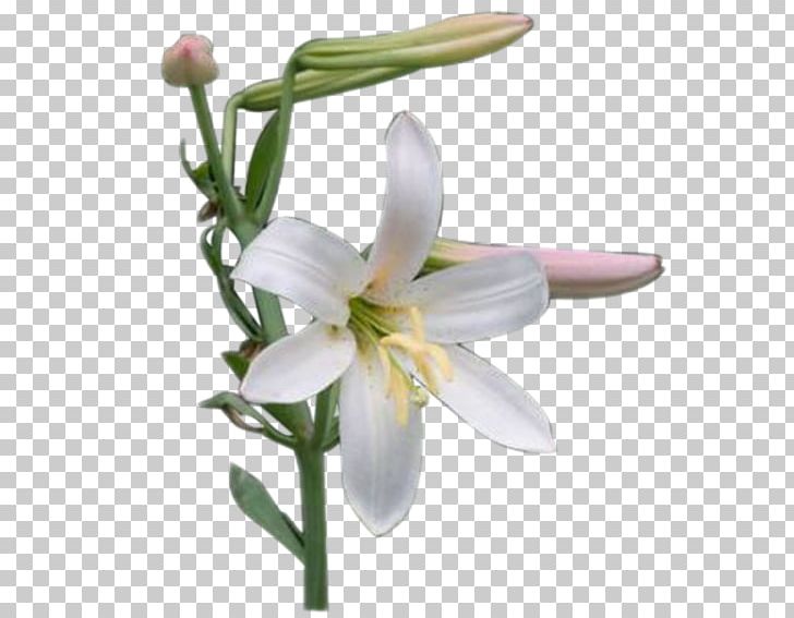 Snowdrop Plant Stem Lily M PNG, Clipart, Flower, Flowering Plant, Galanthus, Lily, Lily M Free PNG Download