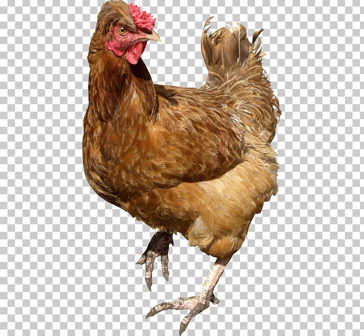 Chicken Portable Network Graphics Stock.xchng Stock Photography PNG, Clipart, Animals, Art, Beak, Bird, Chicken Free PNG Download