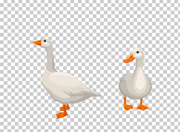 Donald Duck Goose Euclidean PNG, Clipart, Animals, Beak, Bird, Donald D, Download Free PNG Download