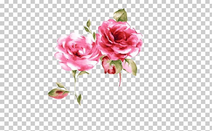 Rosa Chinensis Poster Pink PNG, Clipart, Blue, Bouquet, Chinese, Chinese Rose, Color Free PNG Download