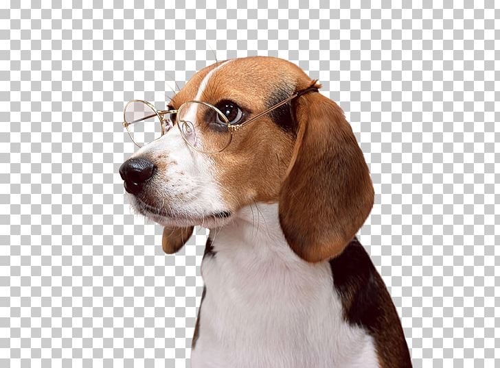 Beagle Puppy Dachshund English Foxhound Dog Breed PNG, Clipart, Animals, Beagle, Breed, Carnivoran, Cat Free PNG Download