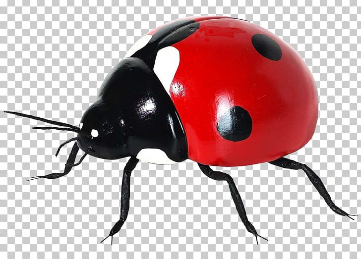 Coccinella Septempunctata Insect Icon PNG, Clipart, Arthropod, Beetle, Bicycle Helmet, Bug, Coccinella Free PNG Download
