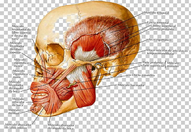 Human Body Human Anatomy Muscles Of Mastication Cell PNG, Clipart, Abdomen, Anatomy, Bone, Cell, Ear Free PNG Download