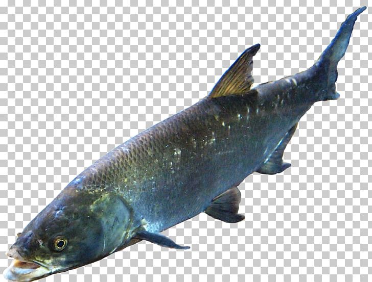 Salmon Fish Computer File PNG, Clipart, Animal Source Foods, Bony Fish, Computer File, Computer Icons, Fauna Free PNG Download