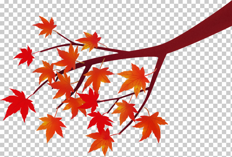 Maple Tree Branch Maple Tree Autumn PNG, Clipart, Autumn, Black Maple, Flower, Leaf, Maple Free PNG Download