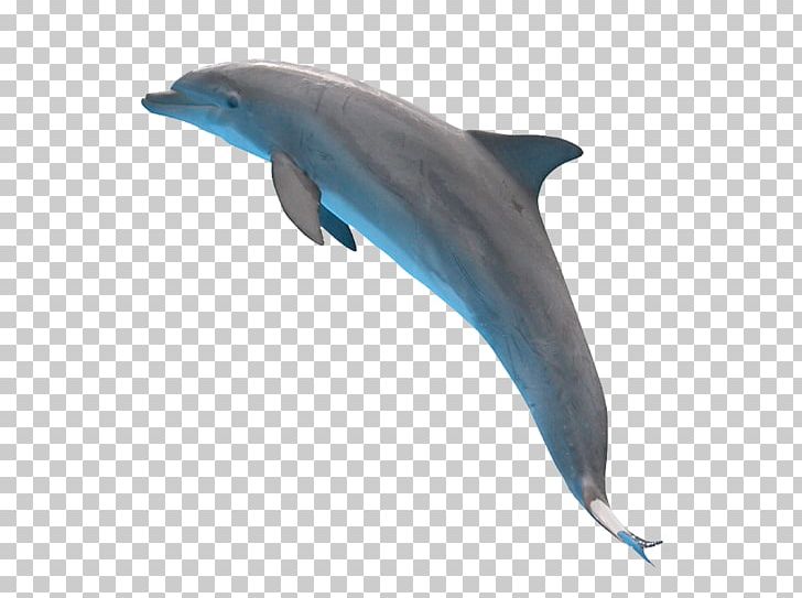 Common Bottlenose Dolphin Short-beaked Common Dolphin Tucuxi Rough-toothed Dolphin Wholphin PNG, Clipart, Animal, Animals, Cute Dolphin, Dolphine, Dolphins Free PNG Download