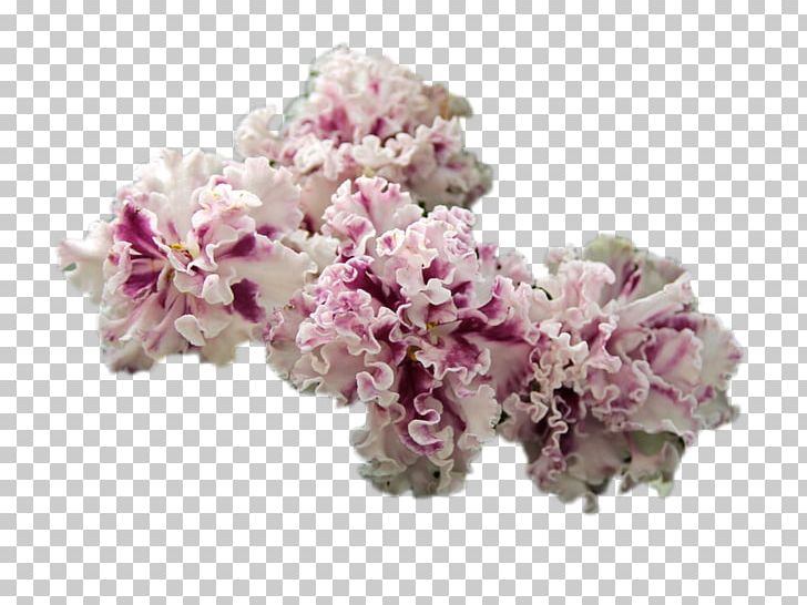 Cut Flowers Cherry Blossom Pink M ST.AU.150 MIN.V.UNC.NR AD PNG, Clipart, Blossom, Cherry, Cherry Blossom, Cut Flowers, Flower Free PNG Download