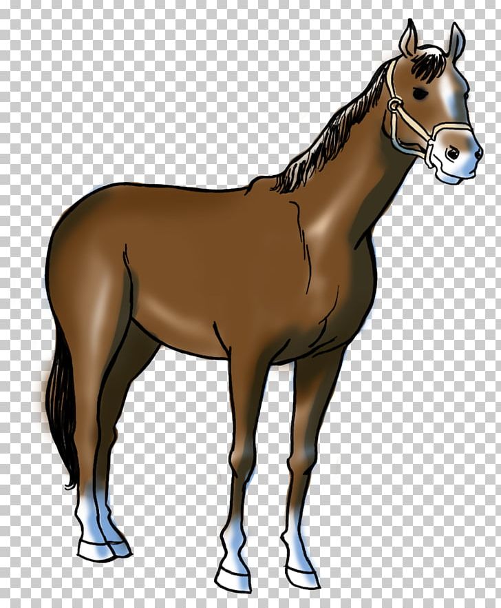 Foal Stallion Pony Marwari Horse Mustang PNG, Clipart, Bri, Colt, Donkey, Fjord Horse, Foal Free PNG Download