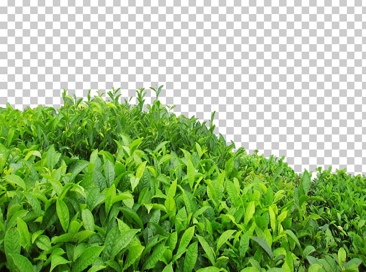 Green Tea Oolong Longjing Tea High-mountain Tea PNG, Clipart, Grass, Green Tea, Groundcover, Herb, High Mountain Tea Free PNG Download