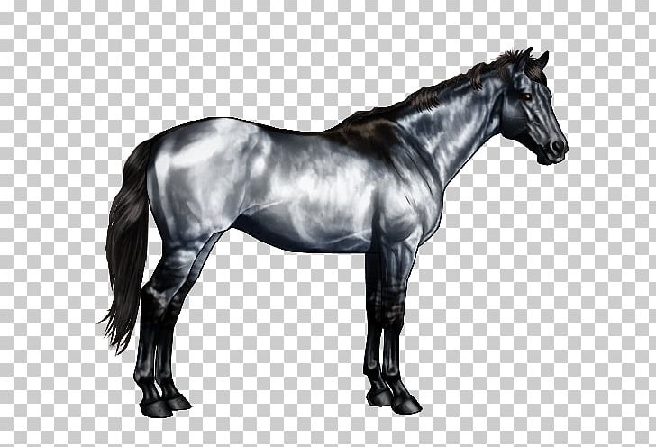 dark bay american quarter horse
