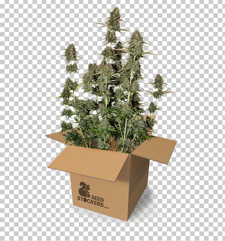 Autoflowering Cannabis Seed Cannabis Sativa Power Station Harvest PNG, Clipart, Autoflowering Cannabis, Cannabidiol, Cannabis, Cannabis Ruderalis, Cannabis Sativa Free PNG Download