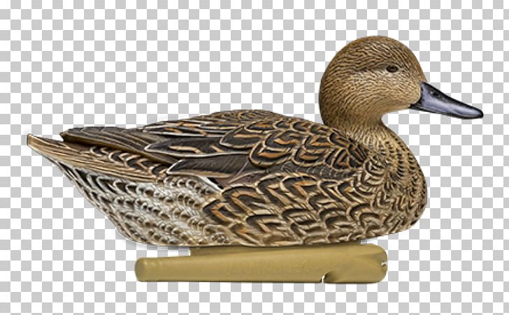 Mallard Duck Decoy Northern Pintail Duck Decoy PNG, Clipart, American Black Duck, Beak, Bird, Bluewinged Teal, Canard Free PNG Download