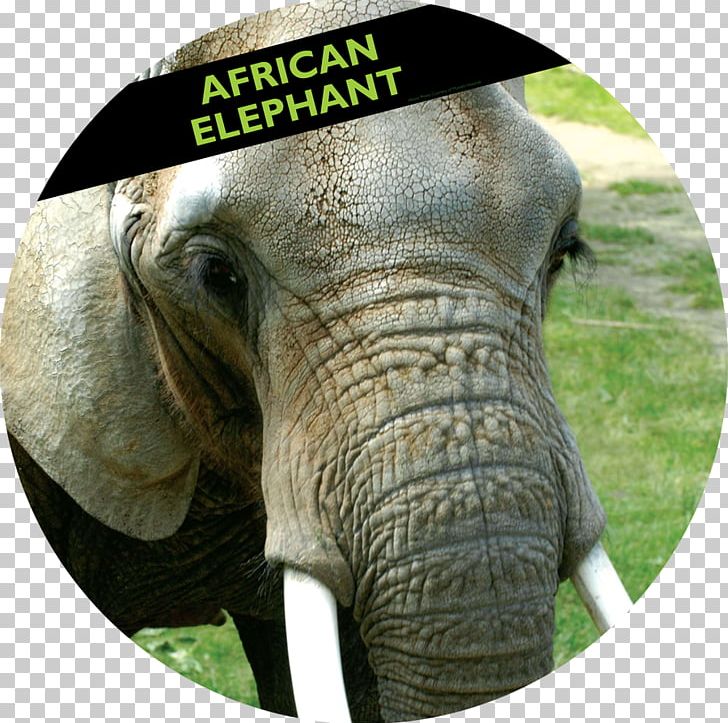 Woodland Park Zoo African Elephant Indian Elephant PNG, Clipart, African Elephant, Animal, Animals, Asian Elephant, Conservation Free PNG Download