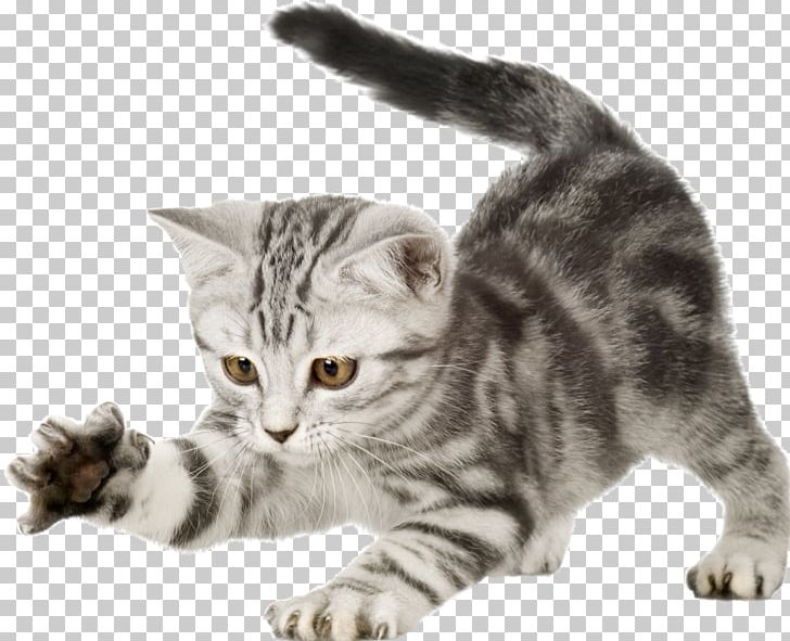 British Shorthair Kitten Puppy Dog Wildcat PNG, Clipart, American Bobtail, Animal, Animals, Carnivoran, Cat Like Mammal Free PNG Download