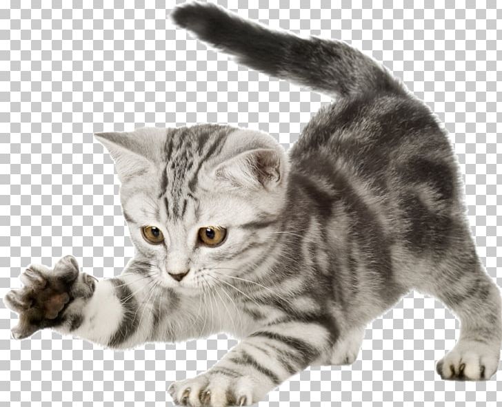 British Shorthair Kitten Puppy Dog Wildcat PNG, Clipart, American ...