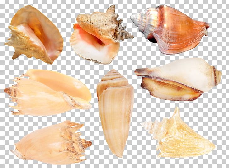 Cockle Seashell Conchology Molluscs PNG, Clipart, Animals, Animal Source Foods, Bolinus Brandaris, Charonia Tritonis, Clam Free PNG Download