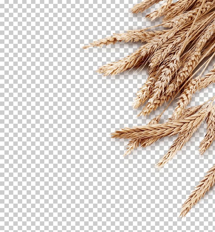 Emmer Cereal Ear Stock Photography Sheaf PNG, Clipart, Advertising, Cereal, Cereal Germ, Commodity, Dinkel Wheat Free PNG Download
