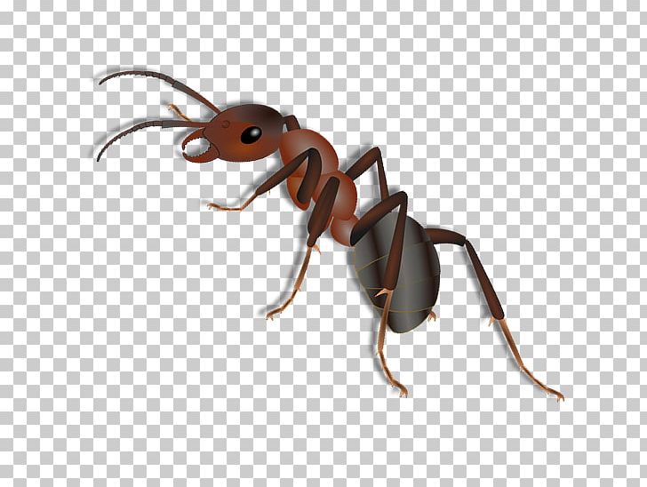 Insect Weevil K2 Cartoon Anthony McPartlin PNG, Clipart, Animals, Ant, Anthony Mcpartlin, Arthropod, Cartoon Free PNG Download
