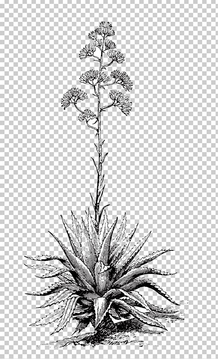 Mezcal Oaxaca Century Plant Agave Angustifolia Engraving PNG, Clipart, Agave Angustifolia, Artwork, Black And White, Botany, Branch Free PNG Download