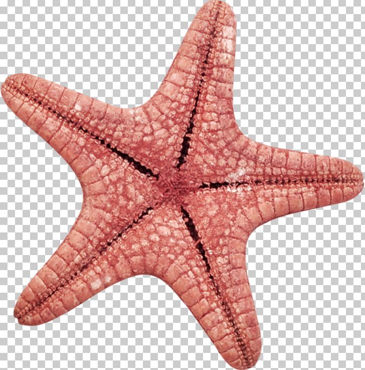 Starfish Cartoon RGB Color Model PNG, Clipart, Adobe Systems, Animals, Cartoon Starfish, Color, Copyright Free PNG Download