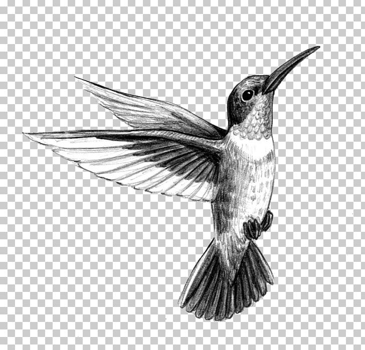 Hummingbird Tattoo Artist Black-and-gray PNG, Clipart, Alexander Mcqueen, Art, Beak, Bird, Blackandgray Free PNG Download