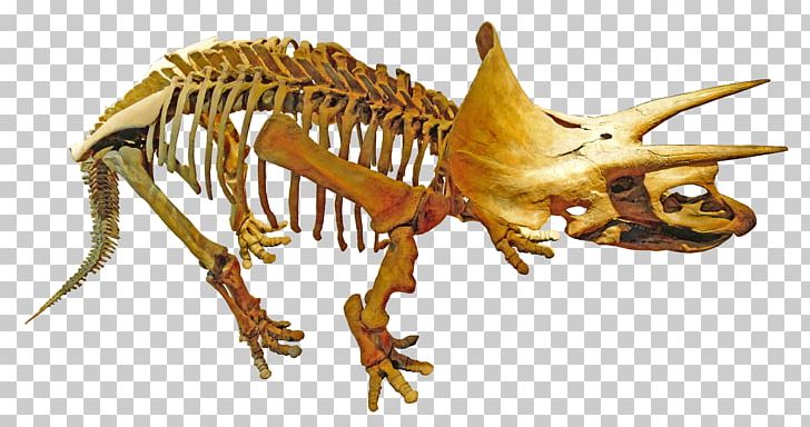 Royal Tyrrell Museum Of Palaeontology Triceratops Dinosaur Tyrannosaurus Kosmoceratops PNG, Clipart, Clash Of The Dinosaurs, Common, Defenders, Dinosaur, Extinction Free PNG Download