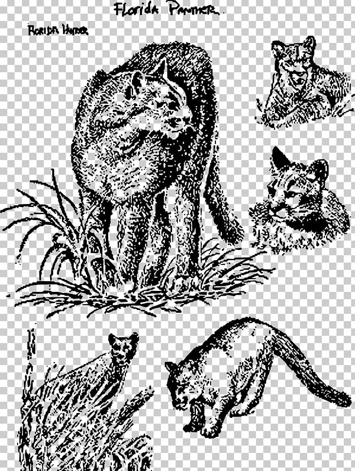 Black Panther Florida Panther Tiger Drawing PNG, Clipart, Big Cats, Carnivoran, Cartoon, Cat Like Mammal, Fauna Free PNG Download