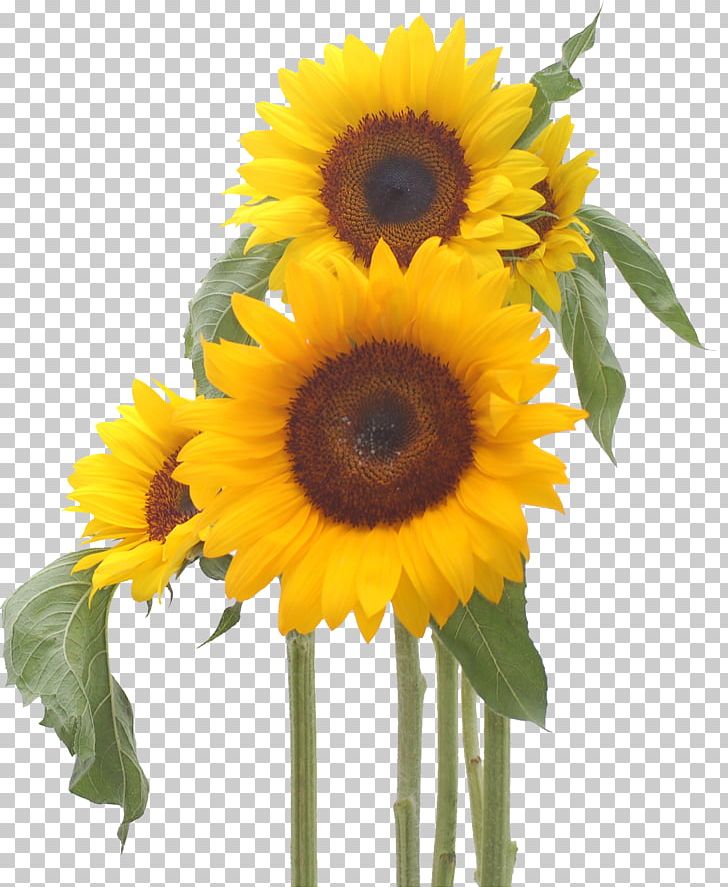 Common Sunflower Happiness Cut Flowers Smile PNG, Clipart, Common Sunflower, Daisy Family, Dream, Floral Design, Floristry Free PNG Download