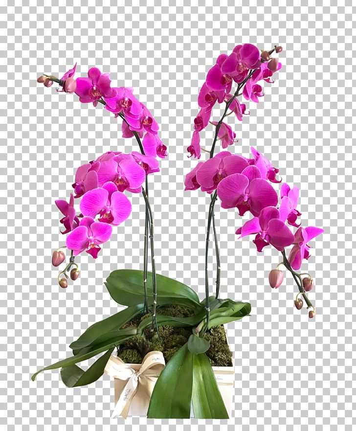Moth Orchids Dendrobium Cut Flowers Cattleya Orchids PNG, Clipart, Cachepot, Cattleya, Cattleya Orchids, Cut Flowers, Dendrobium Free PNG Download