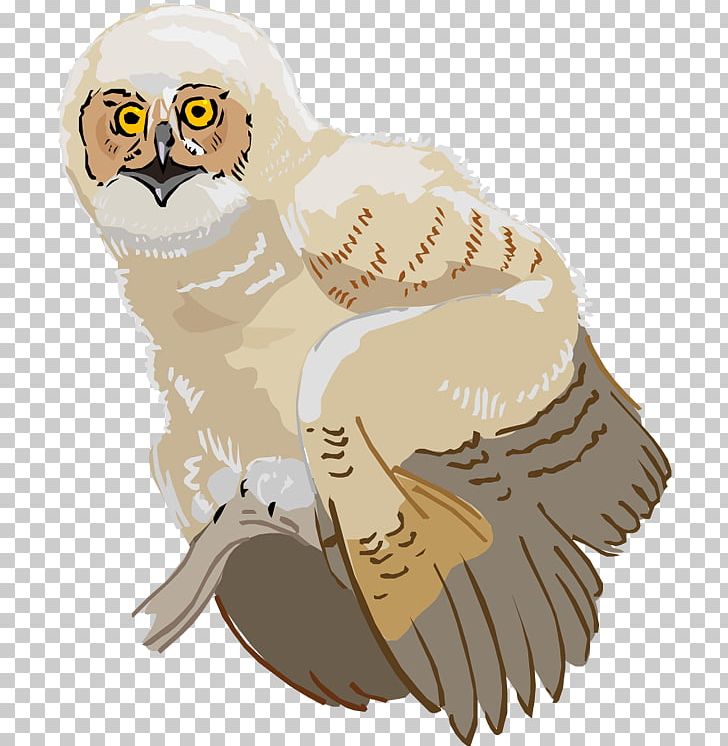 Owl Beak PNG, Clipart, Animal, Animals, Beak, Bird, Bird Of Prey Free PNG Download