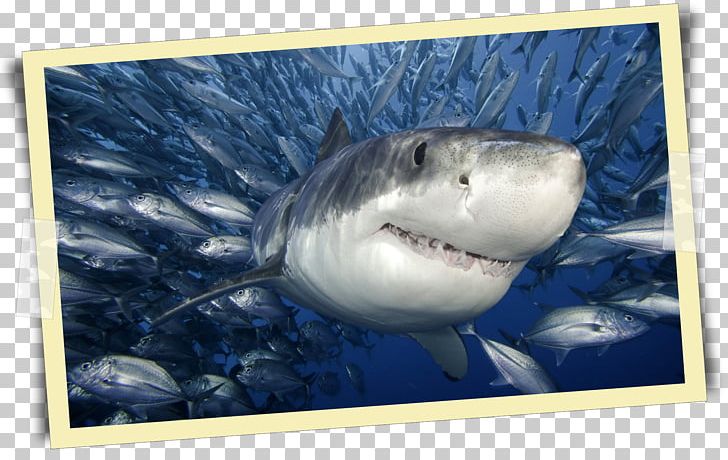 Great White Shark Shark Cage Diving Megalodon Poster PNG, Clipart, Animals, Basking Shark, Cartilaginous Fish, Fauna, Fish Free PNG Download