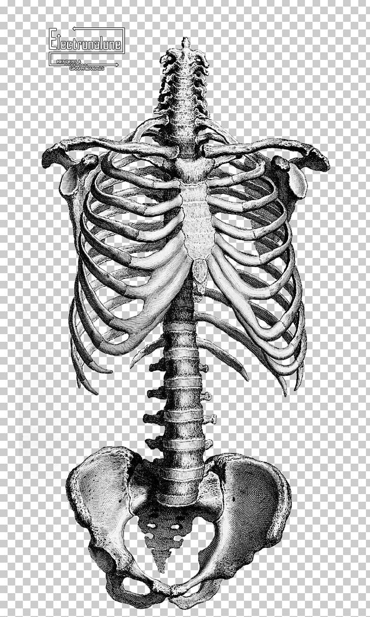 Human Skeleton Anatomy Drawing Bone PNG, Clipart, Anatomy, Black And White, Drawing, Fantasy, Gross Anatomy Free PNG Download